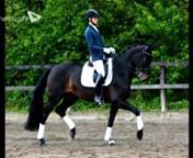New video and photo on dressage skills of this great 9 year old Hannoverian mare Djakarta, by Dr. Doolittle x Ravallo. Born 2005, she is on S-dressage level so far, heading towards Intermediate I level.nnPrivately produced video, photos and videos are my own.nnDisclaimer: I do not own any of the music copyrights. No copyright infringement intended. If you own any music and would like it to be credited or removed, contact and it will be removed.