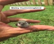 This person was cutting the grass when they found a baby hummingbird in it. They picked it up and placed it in the nearest tree in the hopes that the parent bird would find it.